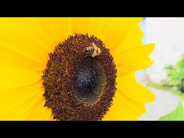 Sun Flower & Bee 🌻🐝#flowers #bee  #sunflower