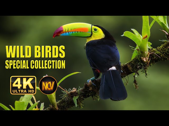 Wild Birds Special Collection 8K VIDEO ULTRA HD HDR 60FPS  || Amazing Birds 4K Video ||  NCV || #1