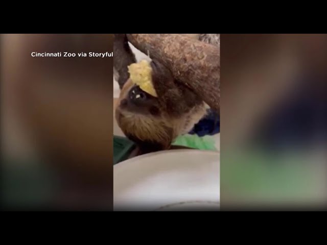 Video Extra: Juno the Sloth enjoys a treat