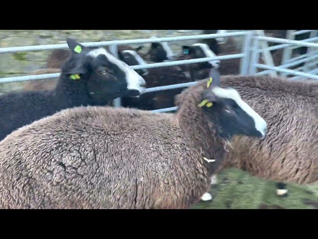 Brought in big ewe flock to separate ram who boldly leapt into ewe lambs