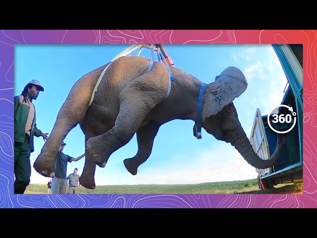 How to Move an Elephant | Wildlife in 360 VR