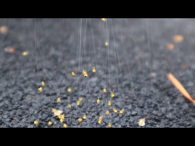 NotBonsai babyspiders!