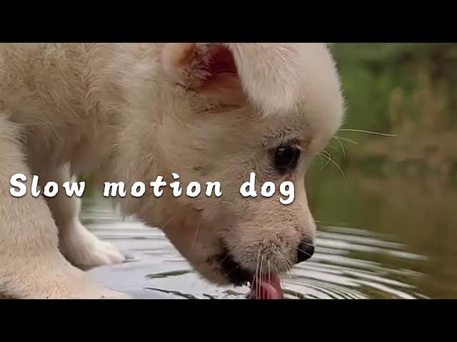 Watch a dog drinking water in slow motion #cutepet #dog