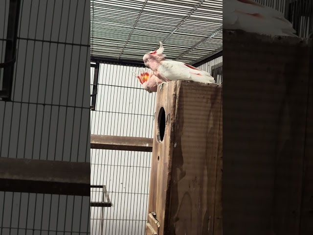 Breeding Major Mitchell Cockatoos: Captive Pair Success Story at BirdsPlanet Farm