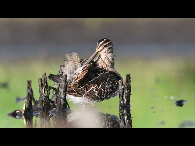 Pianie Bekasa, Bekas kszyk, bekas baranek (Gallinago gallinago kujwdubus)