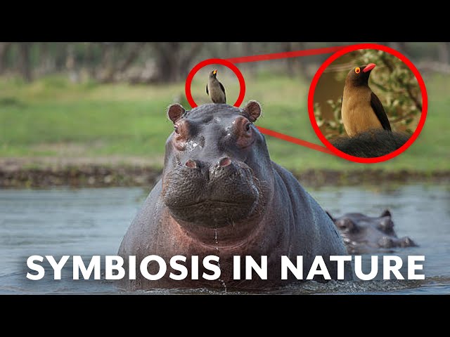 5 of the Coolest Animal Partnerships (Symbiotic Species)