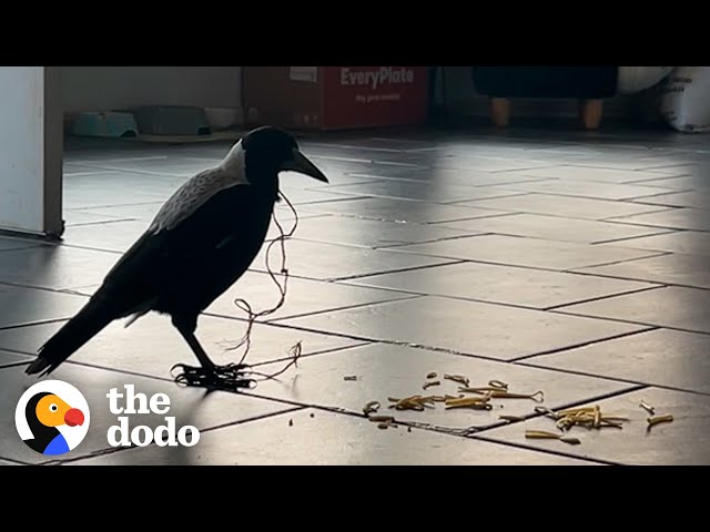 Magpie Asks Couple For Help | The Dodo