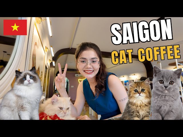 Hidden Gem: The Coziest Cat Cafe in Ho Chi Minh city! | Vietnam travel vlog #vietnamtravel