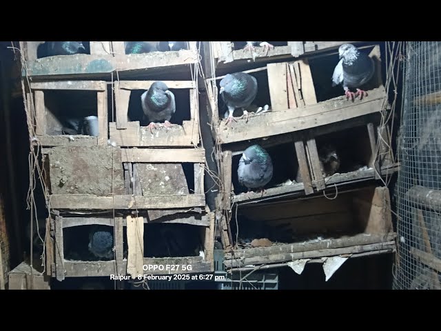 Pigeon and budgies parrotshort #trending#popular#viral video#subscribe mySh YoruTube channel #vairal