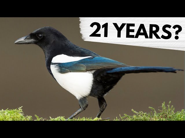 How long can GARDEN BIRDS live for?