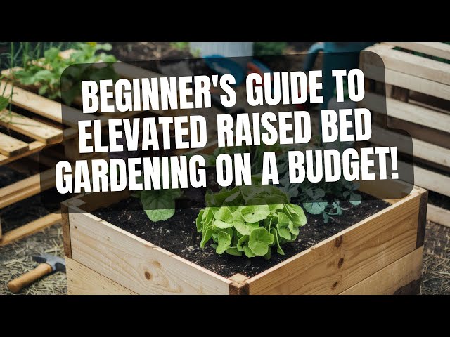 Beginner's Guide to Elevated Raised Bed Gardening on a Budget!