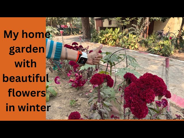 Home Garden Tour❤️❤️#homegsrden#beautifulgarden#trending#viral#garden#hometour#gardentour