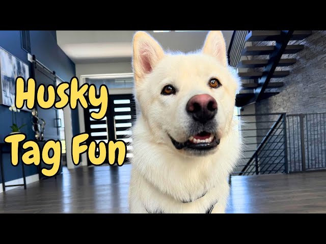 Playing Tag With Bruce | Funny Dogs #funnydogvideos