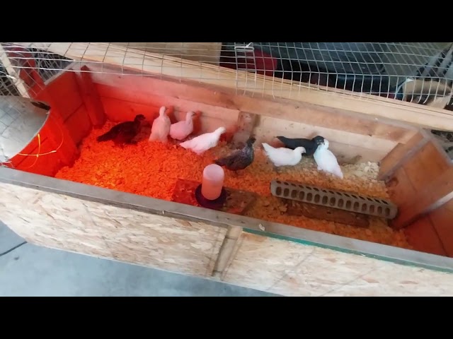 HATCHING CHICKEN EGGS = 4 WEEK OLD CHICKS UPDATE