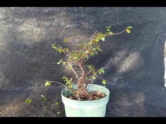 Early Spring Work on Chinese Sweet Plum Bonsai