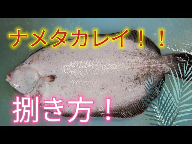 [魚の捌き方]ナメタカレイ捌き方