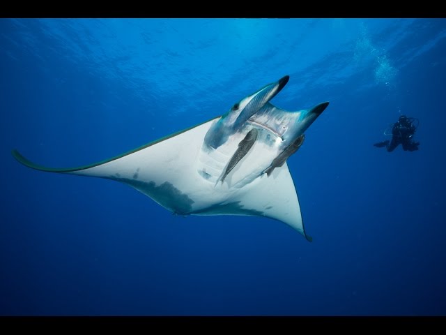 The Mini Mantas of Maria - Help Save Mobula Rays in 360VR