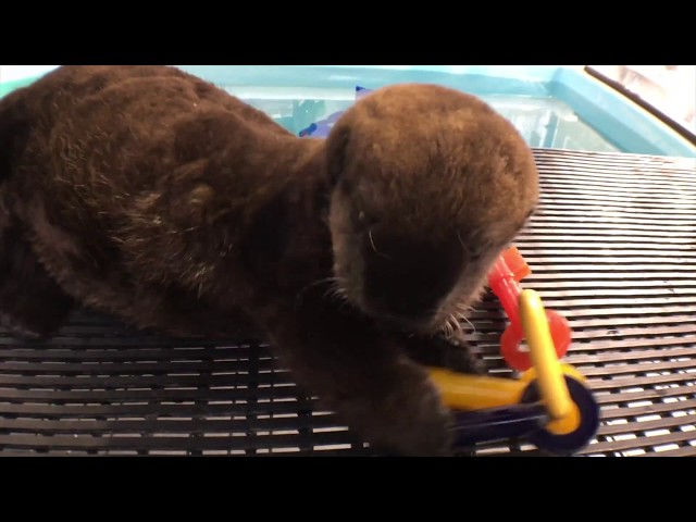 Sea otter ASMR