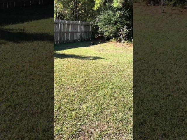 Blueberry Ignores Owner for Dirt #cat #outside #cats