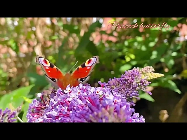 Peacock butterfly