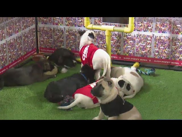 The Puppy Bowl is the real game that matters today