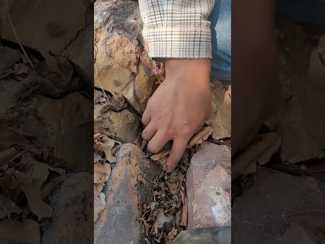 finding gold in the forest and love treasure hunters #shortvideo #shorts #shortsfeed #shortsviral