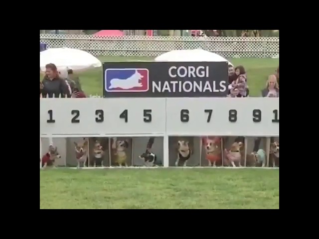 Amazing Dogs Race (Corgi Nationals)