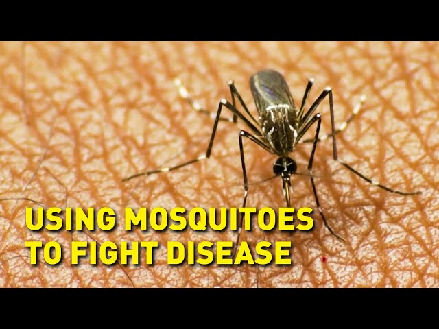 Can mosquitoes save the world?