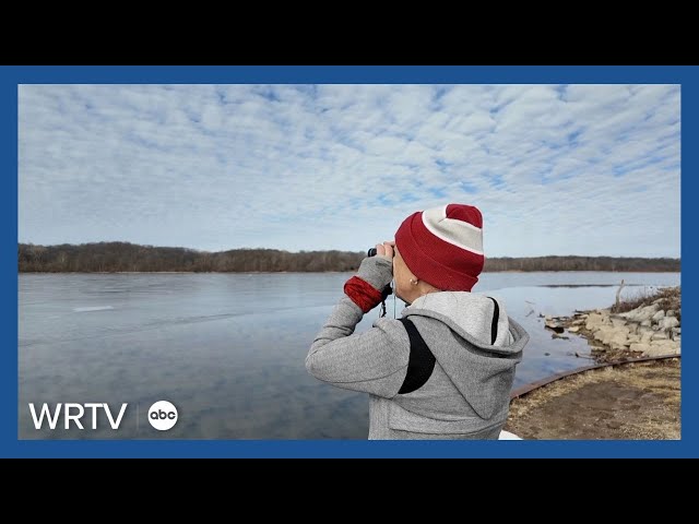 How to safely view bald eagles during nesting season