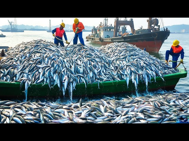 Unbelievable method of catching and processing herring, fishermen catch herring on modern boats