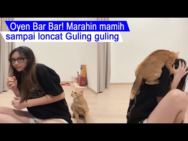 Funny Moments of Cat Cravings Until Advising Rich Mothers/Cute Cat Compilation