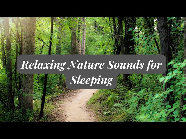 Relaxing Nature Sounds for Sleeping - Natural Calm Forest Waterfall Music Meditation Sound for Study