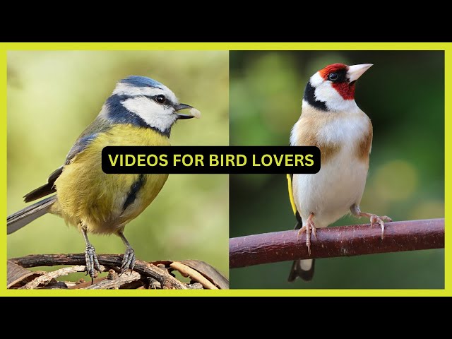 Videos For Bird Lovers Blue Tits & Goldfinches