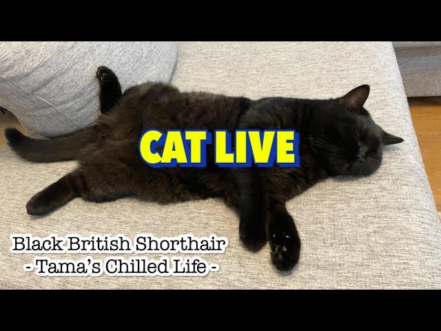 Cat Live Stream （AFK）- Tama the Black Cat -  (# 115）