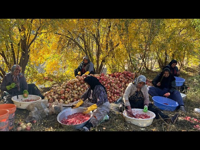 Old man and hardworking village women_Pick pomegranates and cook pomegranate paste