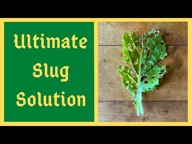 Worlds Greatest Organic Slug Control Solution - Effective Also For Aphids and Cabbage Worms And More