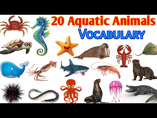 20 Water Animals Name in english | Aquatic animals for kids | Sea Animals Name