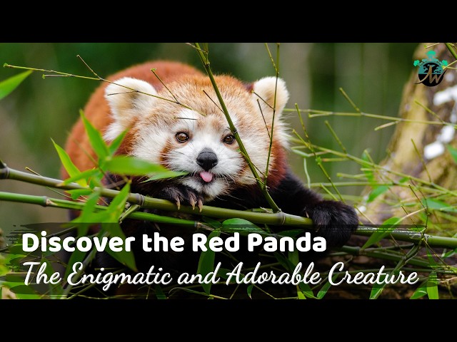 Discover the Red Panda: The Enigmatic and Adorable Creature