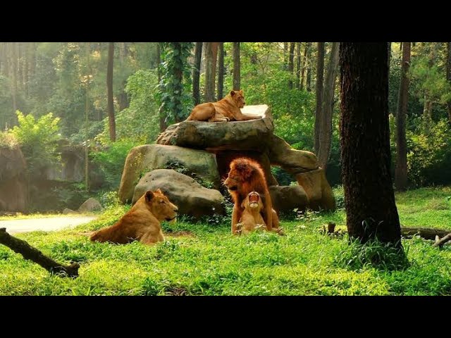 TAMAN SAFARI PRIGEN PASURUAN