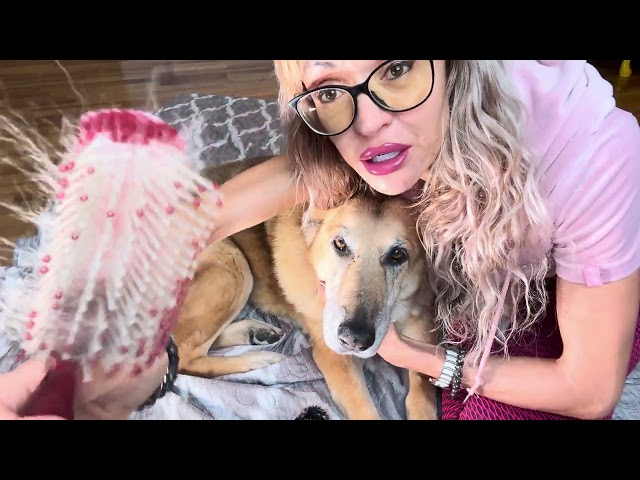 ASMR Helping You Fall Asleep, Softly Spoken for Relaxation by Grooming and Cuddling Dog- Love Moment