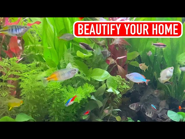 4K REAL AQUARIUM 300 Fishes 🟥 I NO MUSIC 6 HOURS 🟥 I 🐡 #aquarium #screensaver #fish #savescreen