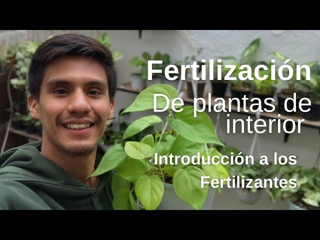 Cómo fertilizar tus Plantas de Interior - Fertilización Para Principiantes