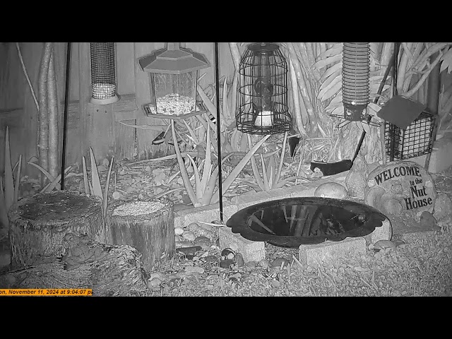 Florida Bird Feeder Live Camera HD