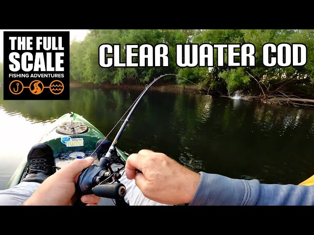 Clear Water Murray Cod | The Full Scale