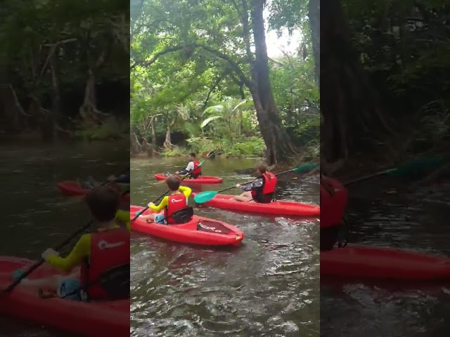 Rainforest Kayak and Sup.