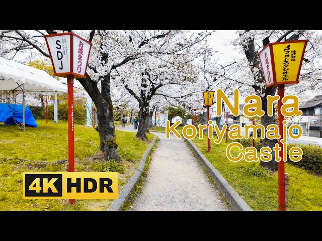 [4K HDR] Nara Historic Site Cherry Blossoms at Koriyama Castle Ruins Walk 2024