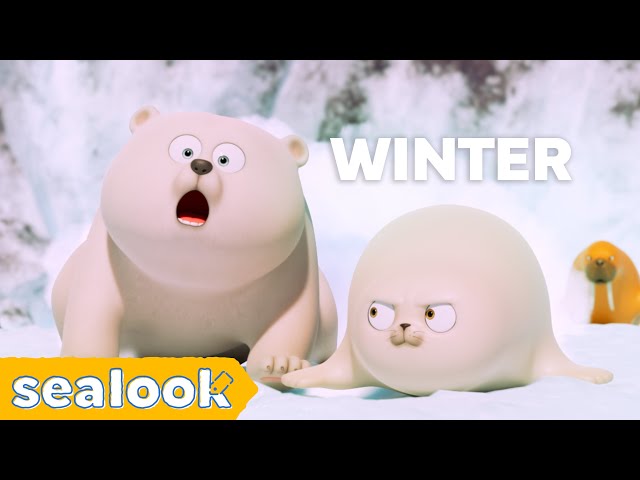 How the Seals Deal with Winter 🧊ㅣSEALOOK Episodes Compilation