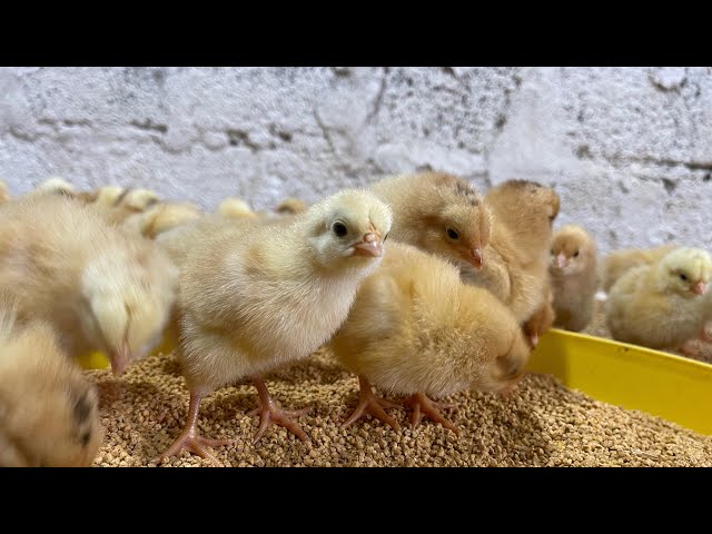 How to Raise Healthy Chickens - Poultry Farming