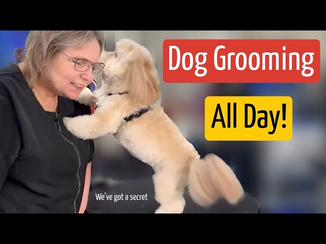 Tuesday 2/11/25 Dog Grooming Livestream. Havanese,