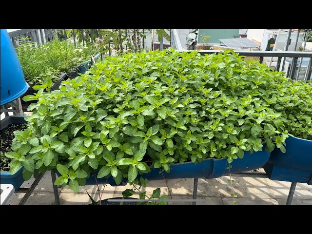 How to Grow Fragrant Basil - Mint